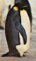 pingüino emperador