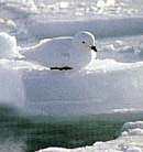 Petrel de las nieves