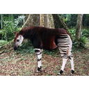 Muestra Imagen okapi