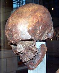 Cro-Magnon (33.000 años aprox.)