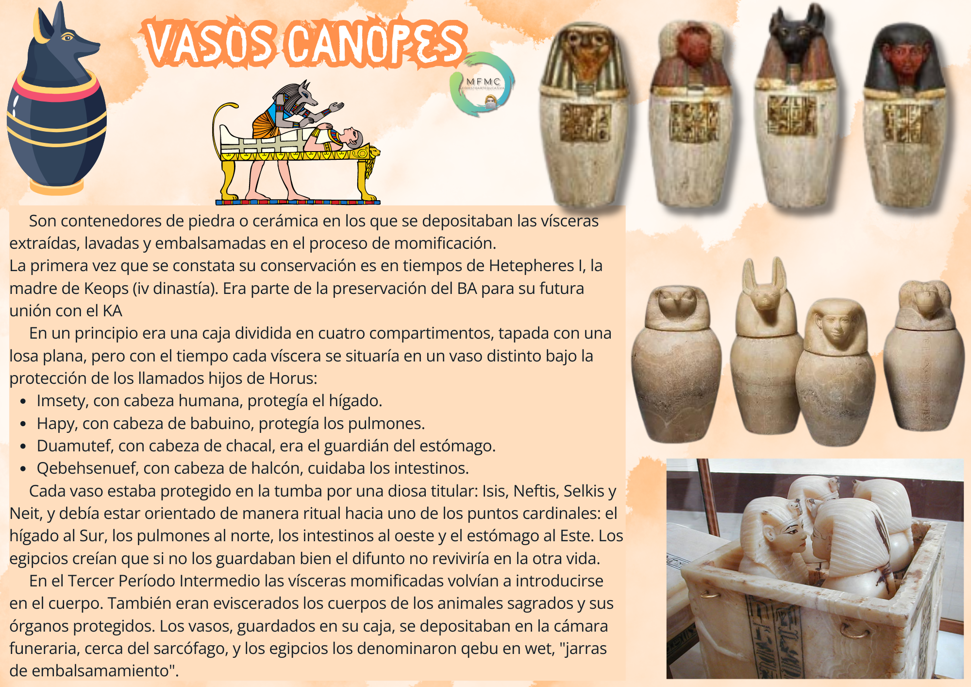 Vasos canopes