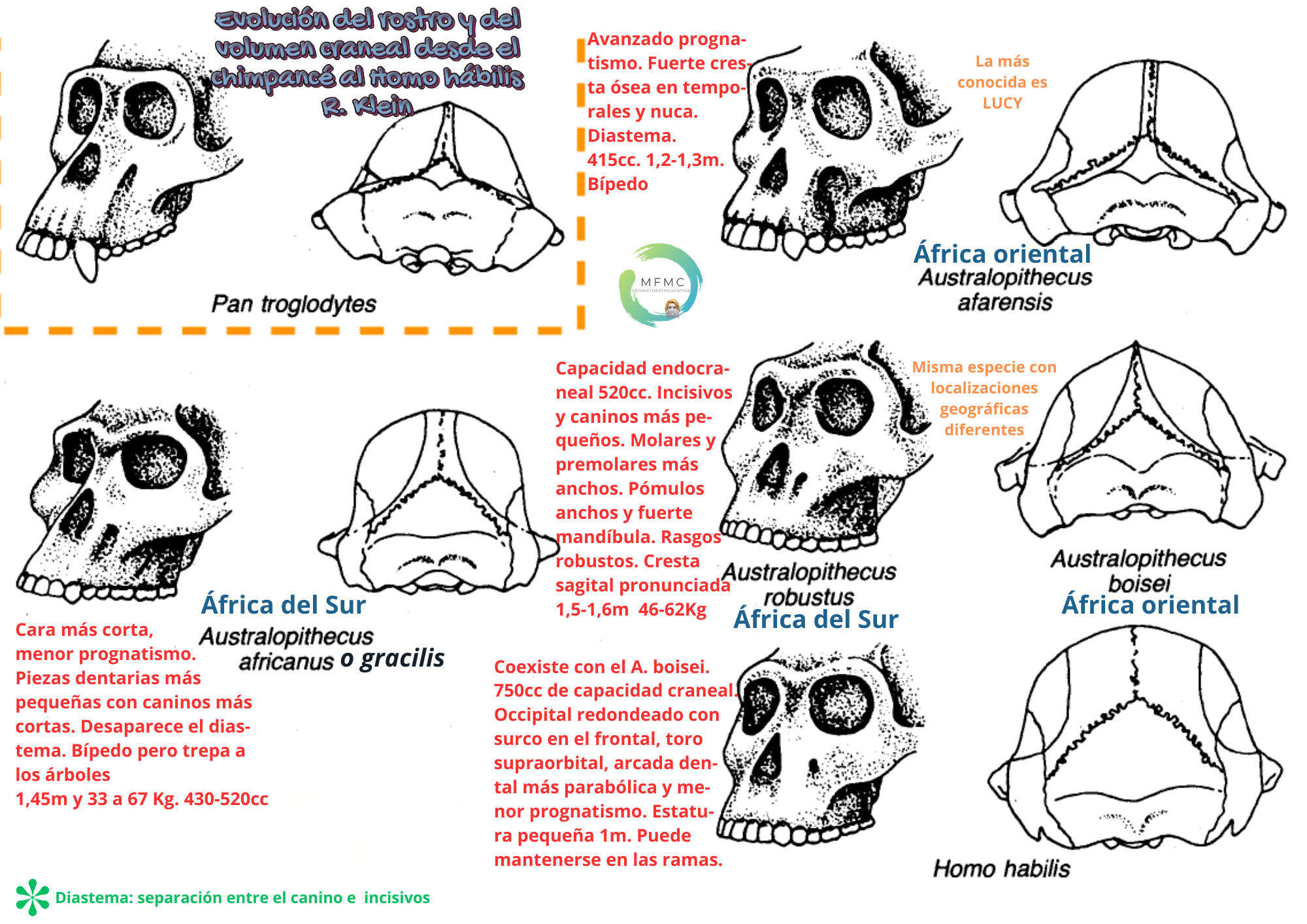 Evolución craneal del Australopithecus